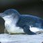 Little Blue Penguin