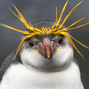 The Penguin avatar