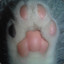 cat paw 🐾