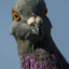 Mutated_Pigeon