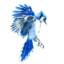 Magic Bluejay