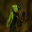 Tarantula_king