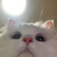 izyameow
