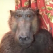 fff - steam id 76561199208232429