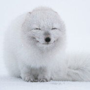 FOX_PLAY