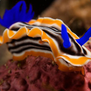 Mr. Nudibranch