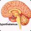 Hyper Hypothalamus