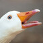 GOOSE