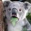 Australian_Koala
