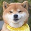 Shiba Inu