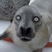 Nikocadalus Avocadoela