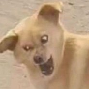 哥哥你不可以这样