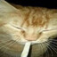el gato