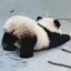 胡大