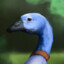 The_Blue_Goose