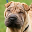 Shar pei