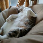 ユキボー