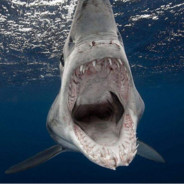一只大白鲨