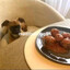 meatballdog84