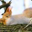 Squirrel Sex
