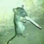 WEED RAT