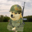 Sargent Doge