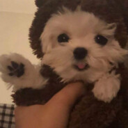 大象不该在城堡烤面包