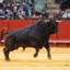 Vasilus El Toro SSJ