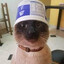 미스터캣