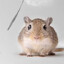 adorable mouse