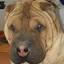 Dog One