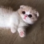 Пизда котятам