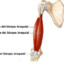 Biceps braquial