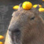 Kosárlabdázó Capybara