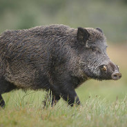 Wild Pig