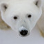 Arctic_Bear