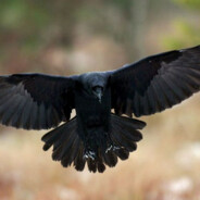 crow