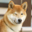 Shiba