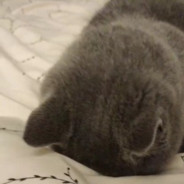 锐克五代装上我的武器挂袋