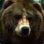 Grizz