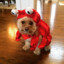 Crab Dog