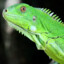 Homeless Iguana