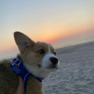 她胸前的水蜜桃味软糖在我嘴里慢慢变硬