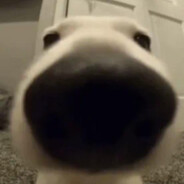 perro nariz