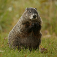 HowMuchWoodCouldAWoodChuckChuck