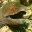 Mr.Moray