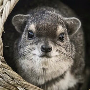 clam$ - steam id 76561198954327457