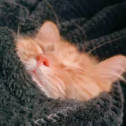 𝕾𝖎𝖊𝖌𝖋𝖗𝖎𝖊