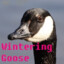 Wintering Goose