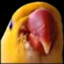 Peranker
